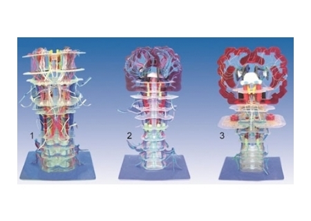 SYL/50011 透明腦干內(nèi)部結(jié)構(gòu)及傳導(dǎo)模型